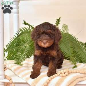 Bubbles, Cavapoo Puppy